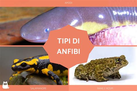 Anfibi: elenco, esempi, caratteristiche e immagini .